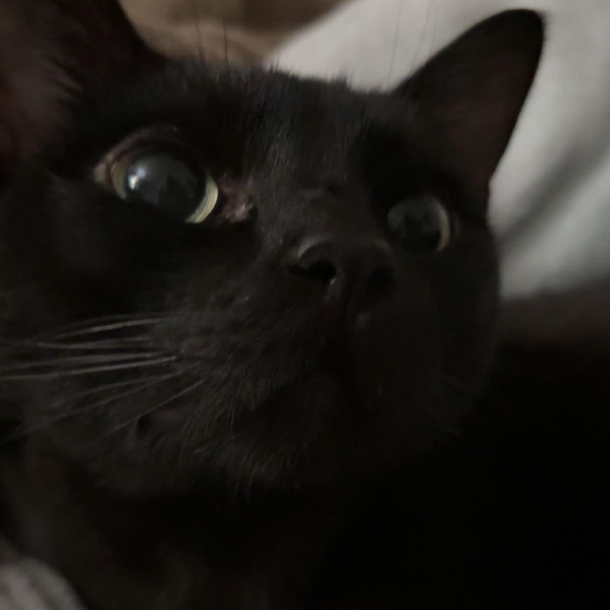 Mia